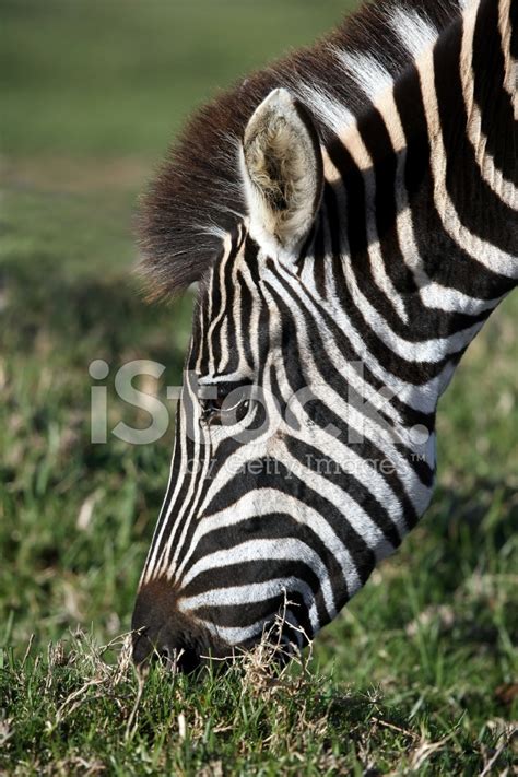 Zebra Eating Stock Photo | Royalty-Free | FreeImages