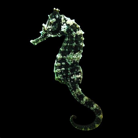 Captive Bred Dark Saddled Hippocampus Erectus Seahorse Female 47