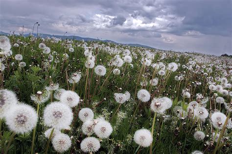 Dandelion Field Photograph By Floriana Barbu