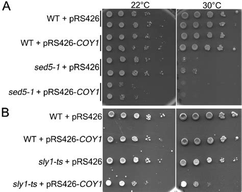 COY1 Genetically Interacts With Sed5 1 And Sly1 Ts A The Sed5 1