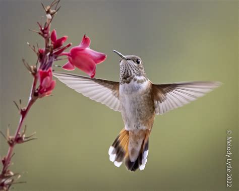 rufous hummingbird immature male selasphorus rufus west  flickr