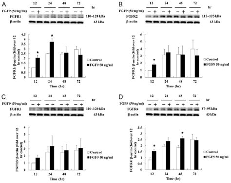 FGF9 Induced The Expression Of FGFRs In TM3 Cells A FGFR1 B