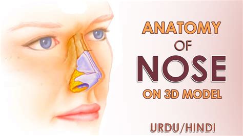 Anatomy Of Nose On 3d Model Youtube