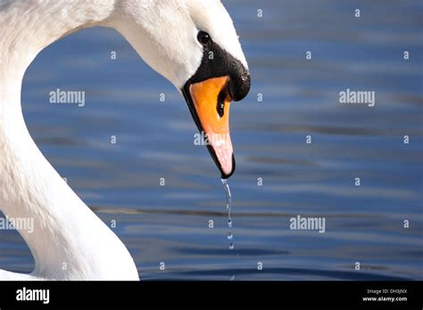 Mute Swan, England, UK Stock Photo - Alamy