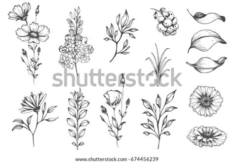 Vector Collection Hand Drawn Plants Botanical Stock Vector Royalty Free 674456239