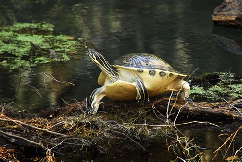 Px Florida Cooter Turtle At Gemini Springs Flickr Andrea