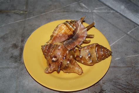 Grilled Conch Shells Cebu Philippines Food Filipino Recipes