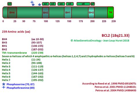 bcl  cell leukemialymphoma