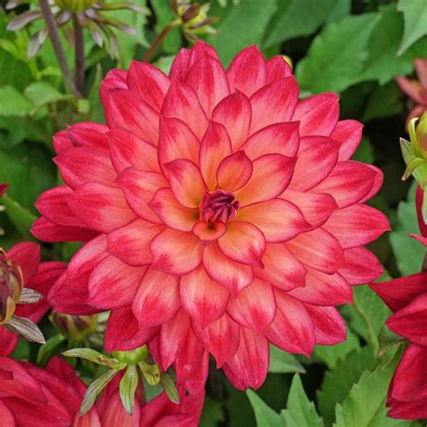 Buy Dahlia Ocean of Love | per 3 tubers | Fluwel