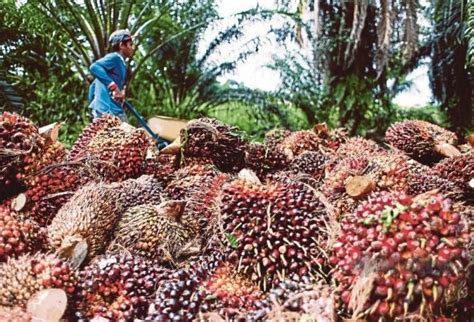 Benahi Tata Kelola Industri Sawit Menko Luhut 16 4 Juta Orang Hidup