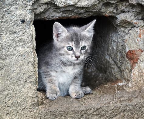 500 Free Pussy Cat Images Pixabay