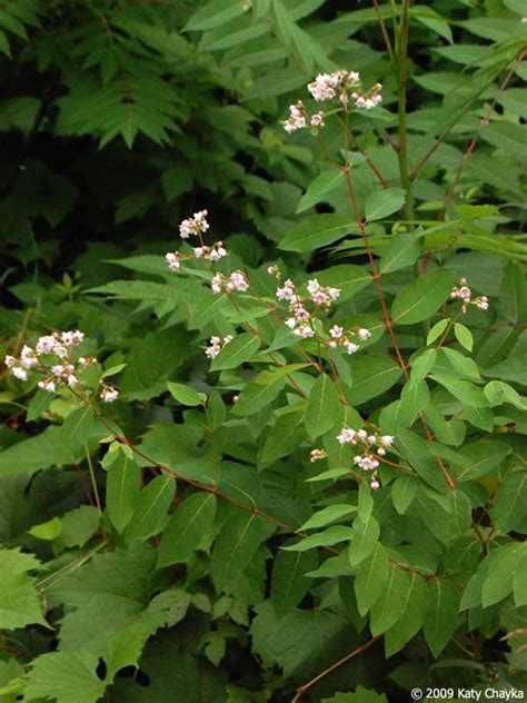 Apocynum androsaemifolium (Spreading Dogbane): Minnesota Wildflowers