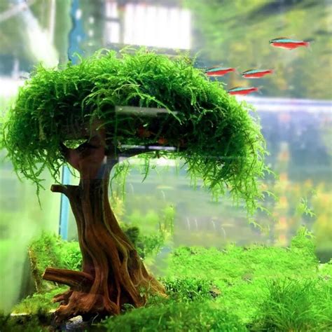 plante d aquarium en mousse décorations d arbre 2024