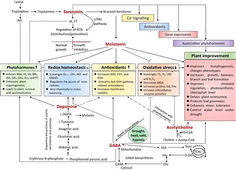 Frontiers Plant Hormones And Neurotransmitter Interactions Mediate