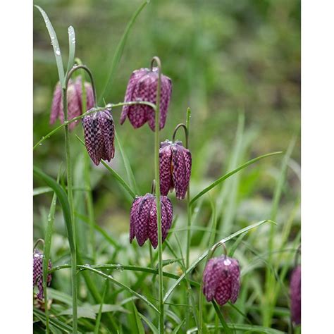 Bulbe De Fritillaria Meleagris Snake S Head Fritillary Peter Nyssen