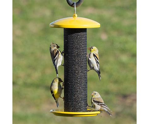 Wild Bird Feeders for your back yard — Nature Niche