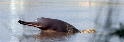 Govt to use ‘satellite tags’ to conserve Indus River Dolphins- Zameen News