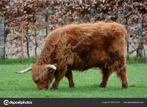 Highland Cattle Aka Kyloe Scottish Breed Rustic Beef Cattle Originated