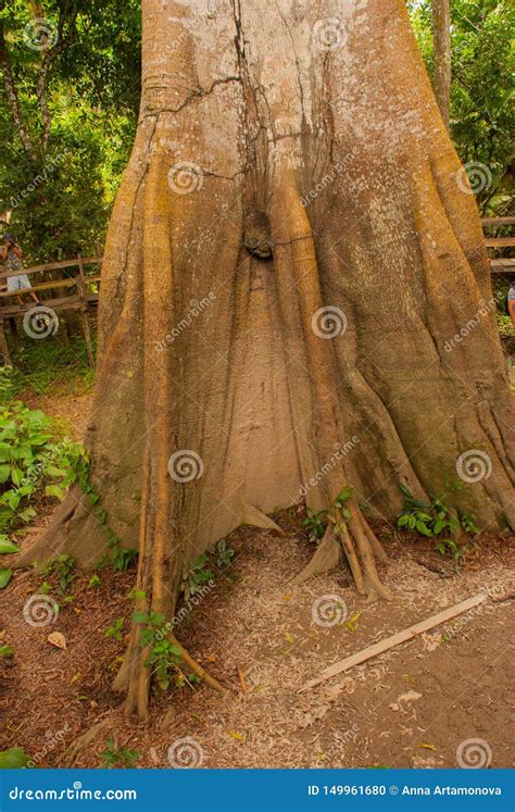 A Sumauma Tree Ceiba Pentandra With More Than 40 Meters Of Height