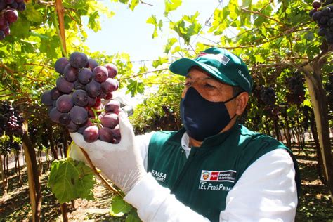 Moquegua Por Primera Vez Productores De Uva Certifican Sus Campos