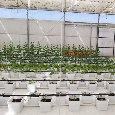 Anti UV Bato Pot Systems For Commercial Greenhouse Farm China Dutch