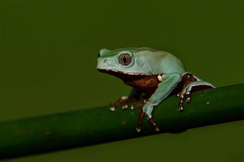 American Green Tree Frog Care Guide