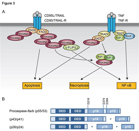 CASP8 Caspase 8 Apoptosis Related Cysteine Peptidase