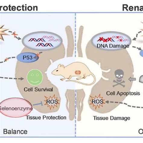 Ros Responsive Nanocarriers For Various Applications The Abundant