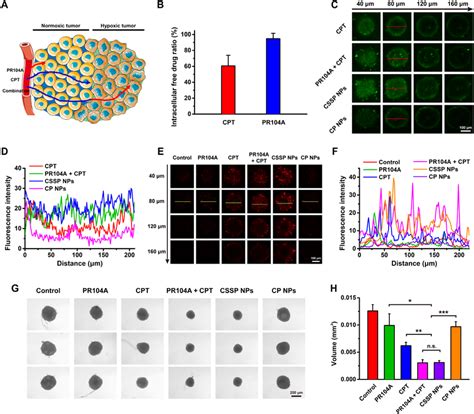 In Vitro Enhanced Penetration Of Cssp Nps In 4t1 Tumor Spheroids A