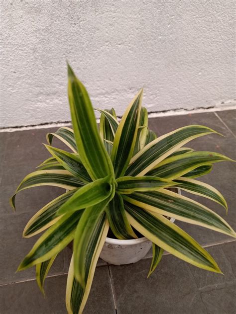 Dracaena Reflexa Pleomele Song Of India Variegated Furniture Home