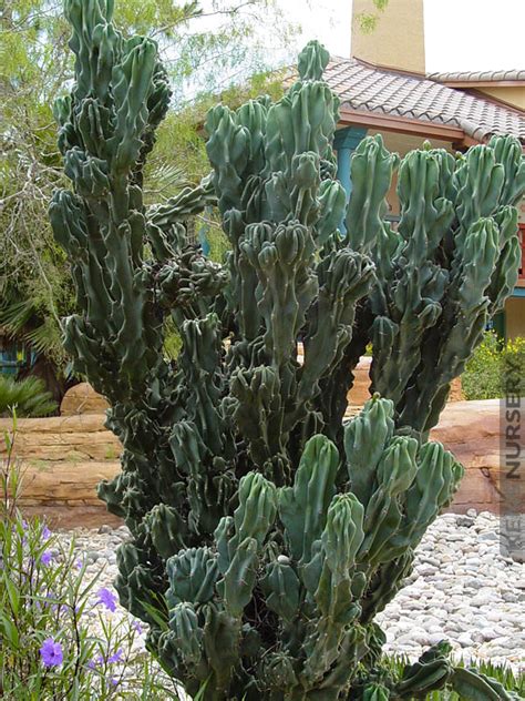 Xl Monstrose Apple Cactus Cereus Peruvianus Kens Nursery