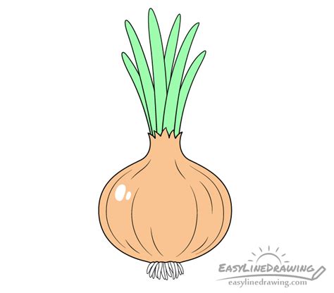 How To Draw An Onion Step By Step EasyLineDrawing