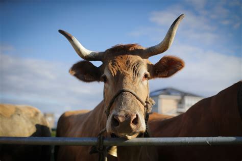 Detectan un caso atípico de enfermedad de vaca loca en EE UU