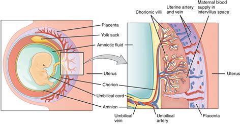 16 2 Embryonic Development Sbv Fundamentals Of Anatomy And Physiology