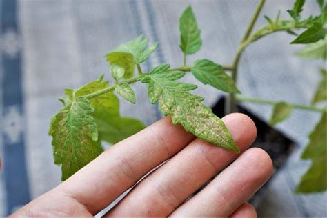 Tomato Leaves Turning White What Causes It Tomato Geek