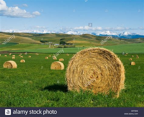 Alfalfa Hay Field High Resolution Stock Photography And Images Alamy