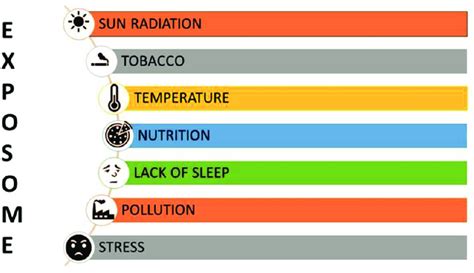 The human exposome. Image by the author. | Download Scientific Diagram