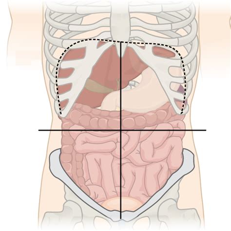 Abdominopelvic Quadrants Diagram Quizlet