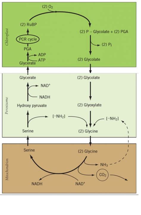 Photorespiration Pathway