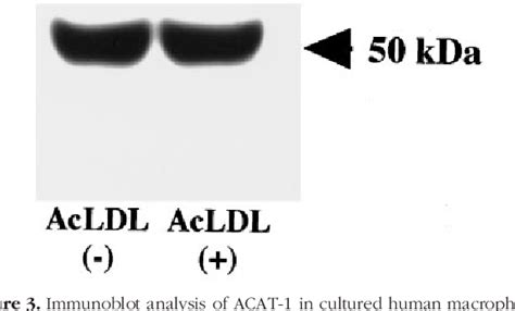 Figure From Localization Of Human Acyl Coenzyme A Cholesterol