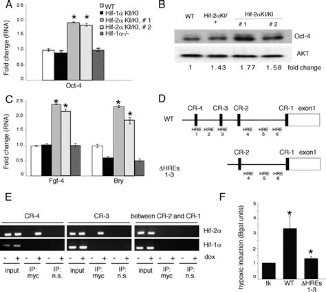 Hif Regulates Oct Effects Of Hypoxia On Stem Cell Function