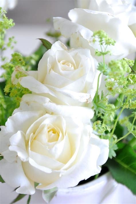 Pin on Мир цветов...