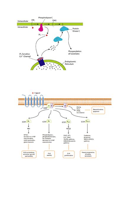 Samenvatting Belangrijke Pathways Molecular Mechanisms Of Novel