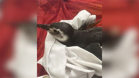 A Gazeta Mais um pinguim é resgatado em praia de Anchieta veja vídeo