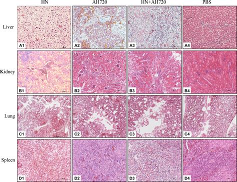 Frontiers Characterization Of Co Infection With Fowl Adenovirus