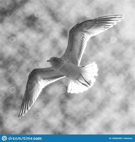 Photo About Black And White Photo Of A Seagull Flying With Wing And