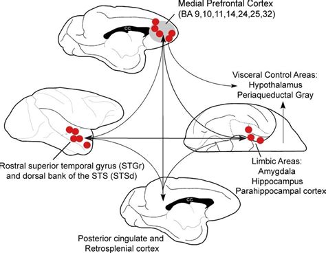 Anatomical Connections Of The Medial Prefrontal Network In The Macaque