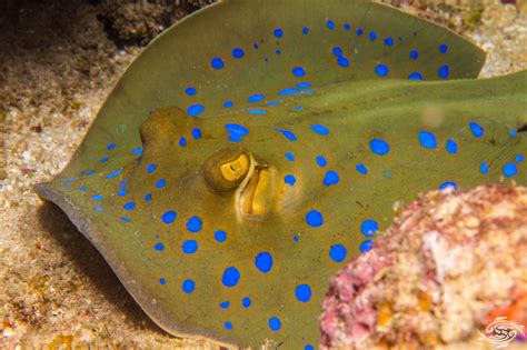 Bluespotted Ribbontail Ray Facts And Photographs