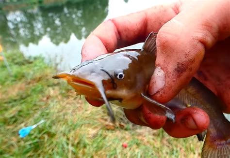 Byczki ryby jak wyglądają zdjęcia przepisy ppw Fishing