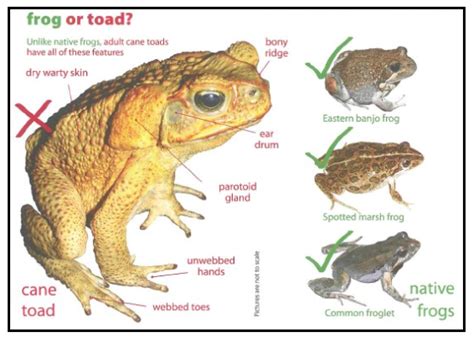 Cane Toads: Toxic Invaders — How do cane toads impact biodiversity?